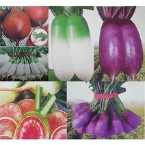 씨앗 모음 다판다 배추 과일무 자색무 청갓 엇갈이 당근, A.뿌리채소 및 배추류, A-15 CR맛배추 1000립