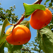 감나무 묘목 / 조추 (강한 조생종 단감) 접목1년생 묘목 FT104