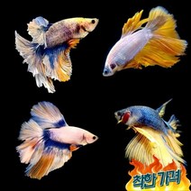 옐로우 팬시타입 하프문 베타(수컷)