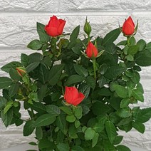 장미 화분10
