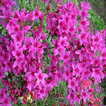 자산홍(철쭉) 10주 키40cm, 단품, 단품
