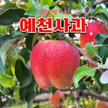 [가정용 사과 5kg] 경북 예천 소백산 꿀사과 한가위 명절 명품 과일 가성비 실속형 맛 사과 추석 선물