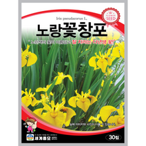 노랑꽃창포 씨앗 30립 꽃씨