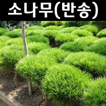 소나무/반송 나무 묘목 접목1년 뿌리 특묘 3개/정원/공원/조경수