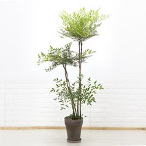 단풍이 예쁜 대형 남천나무 이태리토분세트 카페식물 신혼집화분 사계절식물, 4.바소볼케노(모카색) 26cm