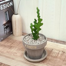 실내공기정화식물 생선뼈 선인장 피쉬본 다육식물 이태리토분 11호