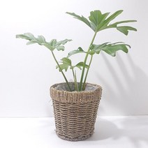 호프셀렘(중) 밀짚 바구니 실내공기정화식물, 쿠팡 본상품선택