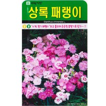 상록 패랭이씨앗 500립 여러해살이 꽃씨, 1개