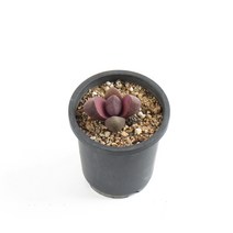 갑조네 제옥 자제옥 리톱스 다육식물 선인장 희귀 다육이 반려식물 키우기