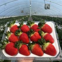 프리미엄 금실 딸기 죽향 딸기, 죽향 실속상품 500g (크기랜덤)