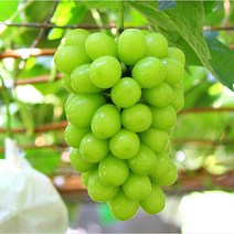 포도나무 묘목 / 샤인머스켓13호 / 청포도 유호포도 / 접목1년생 FT15