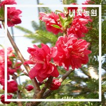 내꽃농원 홍도화 개화주 R3cm