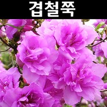 겹철쭉 나무 묘목 키30cm 3개/정원/공원/조경수