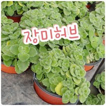 꽃나라엘리스 장미허브-꽃말 내 마음은 당신만이 알뿐