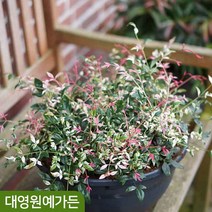 신품종 왜성남천 2L포트 남천나무 정원수 꽃나무, 02. 옵세스드 2L(17cm)포트, 1개