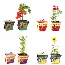 [KT알파쇼핑]직장인 학생 선물 종이화분 세트 메시지콩, 방울토마토_W05373B