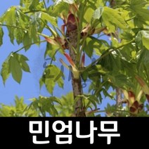 가시없는 음나무/민음나무/민엄나무/근삽1년/도시농부, 근삽2년