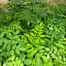 봄바람가든 참두릅 꼼꼼한포장 두릅묘목 약용수 두릅키우기, 1개