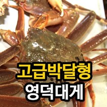[영덕 강구항직송]영덕대게 고급박달형_수율80~90%/마리당 500g, 1개