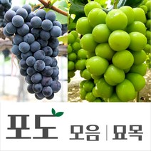 [경민농원]포도묘목 블랙사파이어 홍주시들레스 루비로망 묘목, 샤인머스켓(OBB)