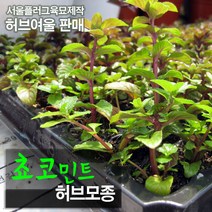 쵸코민트모종 (허브차/노지월동) 서울육묘생산 정품모종, 10개