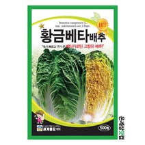 황금베타배추 500립 / 배추씨앗 김장배추 배추씨 잎채소씨앗
