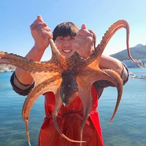 [산지직송] 통영 활 돌문어 산지직송 자연산 활 문어 1kg / 1.5kg, 02_활 돌문어 1.5KG [2~5미], 1개