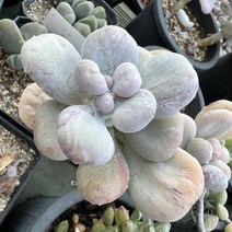 [올식스] 보톡스미인 371 다육식물 다육이 키우기 공기정화식물 개업화분