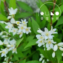 말발도리 흰색꽃 3치포트 여름꽃 모종, 단품