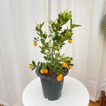 청년농부 싱귤탱귤 유주나무 열매나무 유실수 관상수