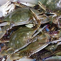 활 꽃게 생물 특품 가을 제철음식 서해 바다 꽃게, 3kg, 1개
