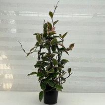 [다은꽃농원]화려한 세가지 색깔을 가진 삼색호야 키우기쉬운 실내공기정화식물 실내인테리어식물