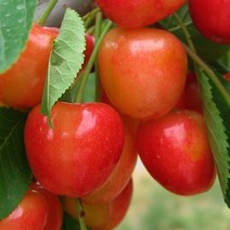 같이가치농원 체리나무 묘목(좌등금)2중콜트대목 접목1년특묘