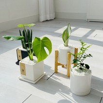 cocooning 키우기 쉬운 실내 초보자 공기 정화 청정 식물, 사각화이트, 금전수