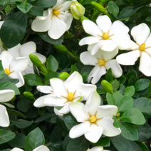 꽃치자 나무 묘목 (남부수종 관상용) H40cm 2주묶음 FG74, 2개