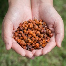 봉래 국산 마가목열매 200g/한방/건강/약초/약재 식품 > 건강식품 전통건강식품 기타전통건강식품/한방재료, 200g, 1, 200g” class=”wr-img”></a></div></div></div></div><div class=