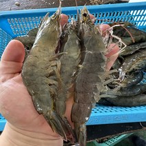 국내산 새우 신안 흰다리새우 활새우 생새우 대하 왕새우 1kg (30~35미) 제철 새우구이 캠핑새우, 흰다리새우1kg