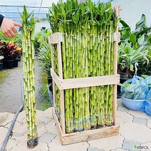 청년농부 수경식물 개운죽 1세트 (10주) 공기정화 가습기 식물, 60cm