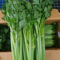 셀러리 10kg 5kg 3kg 1kg 상큼 신선한 샐러리 샐러드, 03. 셀러리 5kg내외