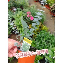 유칼립투스-블랙잭, 1개