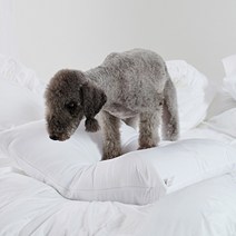 반려동물과 함께쓰는 털 안붙는 알러지케어 나란히 차렵이불