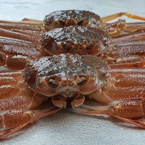 막내수산 대게 구룡포 포항 영덕 활 산지직송 당일조업, 07_활대게(특대자)10마리