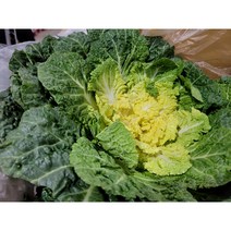 약수농장 국내산 싱싱한 봄동5kg 10kg, 1박스