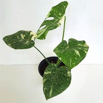 칼라몬스테라 키우기 쉬운 실내 공기청정 희귀 도매화원 식물, 단품
