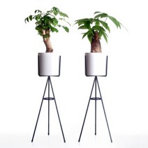 [바보사랑] 가로수길-화분스탠드+녹보수 or 파키라화분 세트, 식물선택:파키라