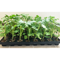 가정 원예용 애플수박 (흑피)애플수박 자몽수박 파프리카 모종 접목묘 1박스 5주, 자몽수박 10주