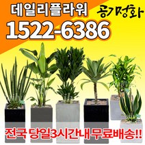 실내공기정화식물 미세먼지 공기청정 키우기쉬운식물 플랜테리어 식당 개업축하선물 산세베리아 고무나무 안시리움 율마 아가베 아레카야자 승진화분, (선택100)극락조