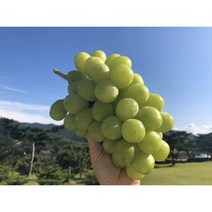 영천산 프리미엄 망고포도 씨없는 샤인머스켓, 2kg(5~6수) 가정용