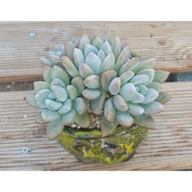 늘꽃다육 오팔리나 분체배송. 키우기쉬운국민다육 다육식물 다육 다육이 화분