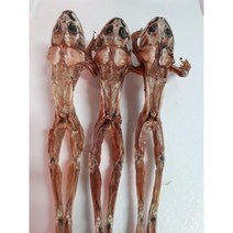 말린개구리 1마리 황소개구리 개구리뒷다리 (2마리이상구매상품), 말린황소개구리(대) 3마리